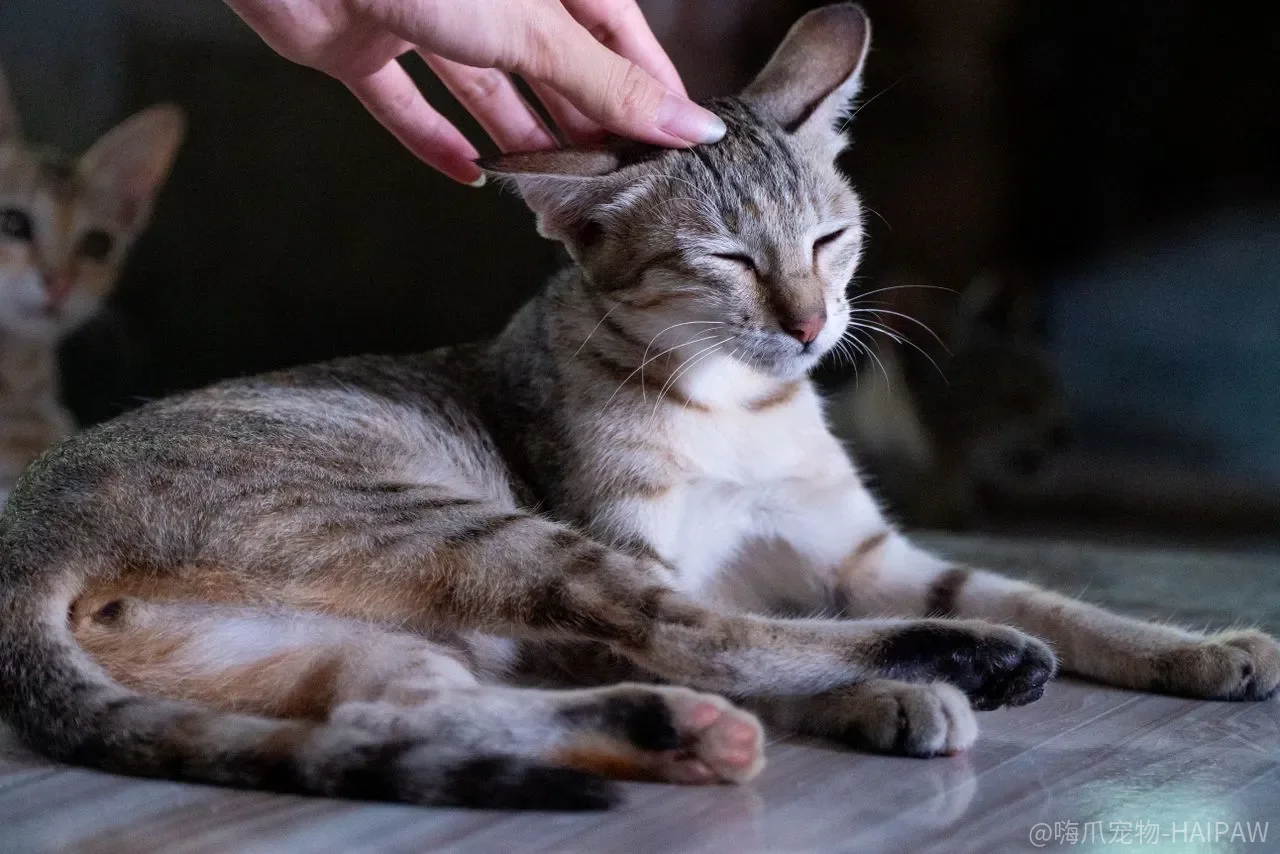 猫抓棒训练全攻略：从密闭环境到全屋使用的完整教程