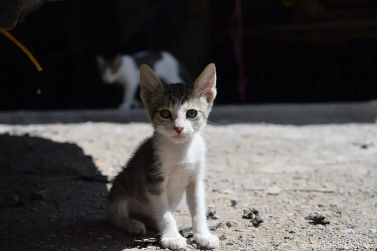 猫咪也会得抑郁症？五种忧郁表现与干预方法一次说清