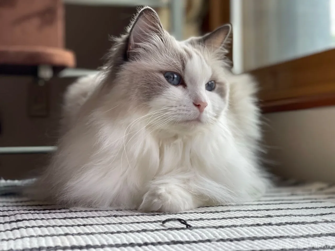 猫咪有超能力是真的吗?夜视、通灵与预知死亡的科学研究解读 猫咪有超能力是真的吗?夜视、通灵与预知死亡的科学研究解读