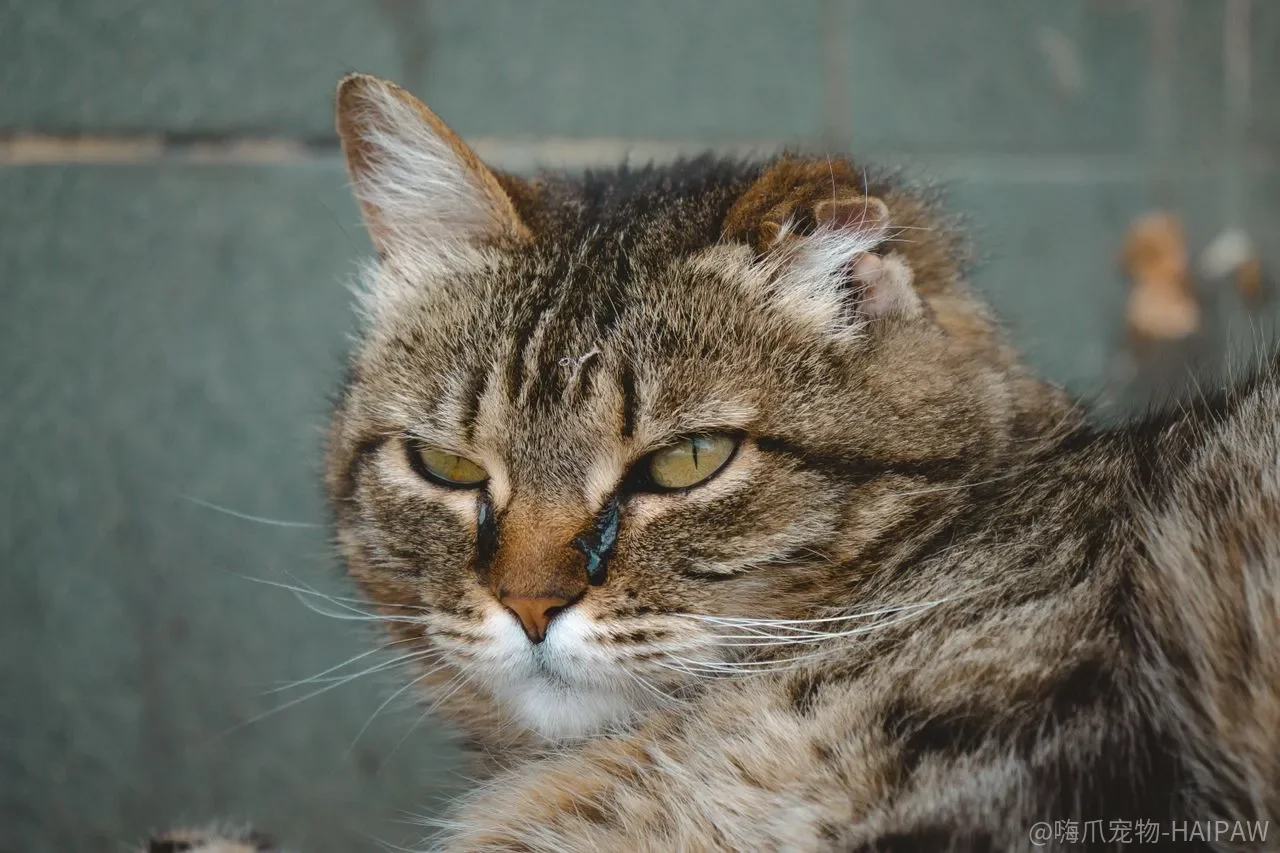猫咪吃饭总是挑三拣四?定时定点定量三原则加五条实操建议 猫咪吃饭总是挑三拣四?定时定点定量三原则加五条实操建议