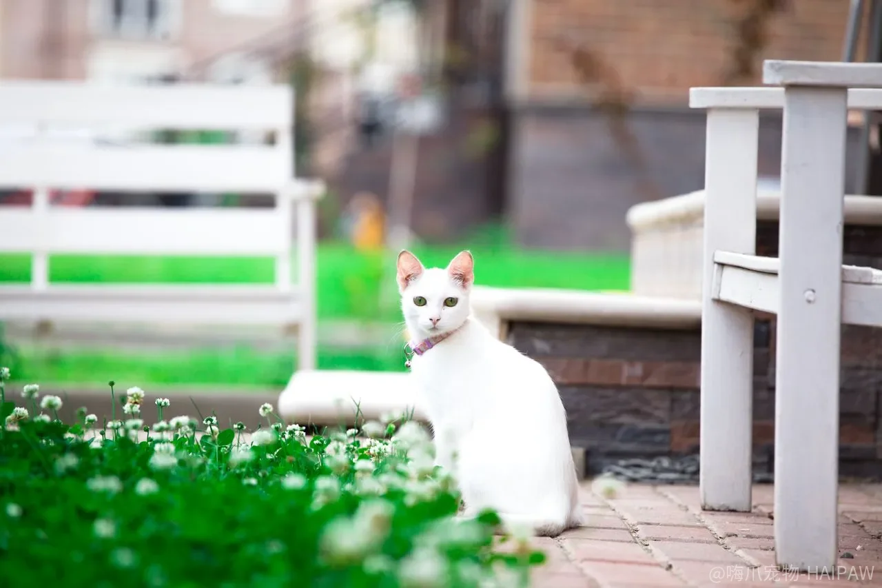 猫咪纠正错误行为总没效果？从娃娃抓起加抓现行是关键