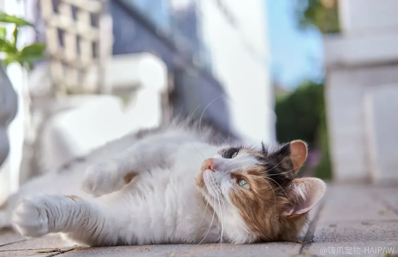 小猫胆小怕人怎么办?耐心加诱惑让害羞猫咪主动靠近你 小猫胆小怕人怎么办?耐心加诱惑让害羞猫咪主动靠近你