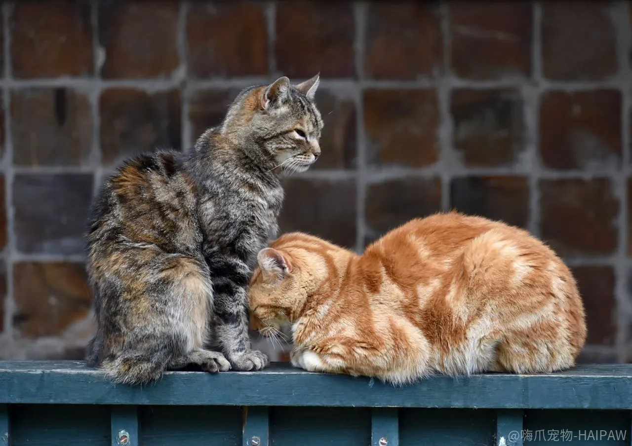 猫咪异常调皮管不住?绝育、停宠溺、即时教育三管齐下 猫咪异常调皮管不住?绝育、停宠溺、即时教育三管齐下