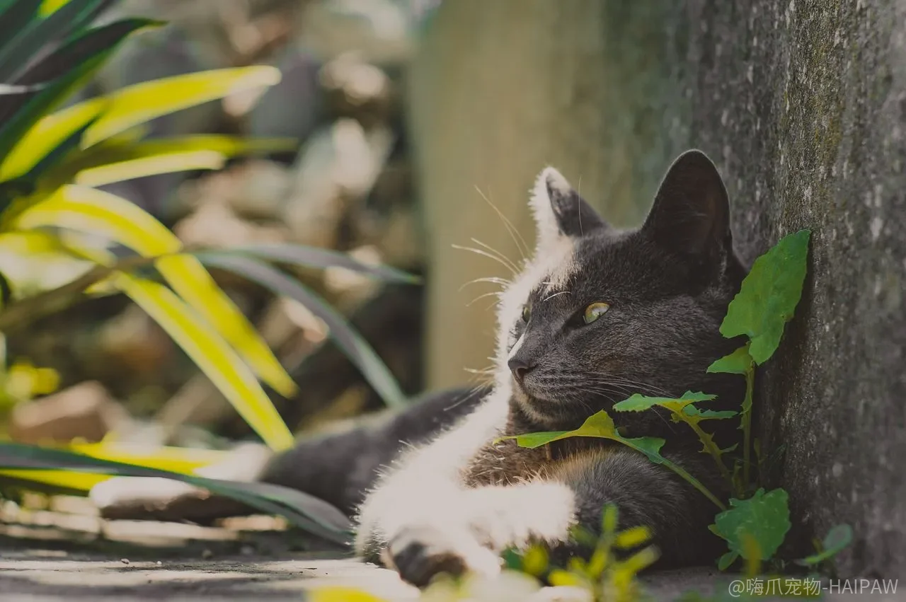 猫咪为什么选择和人亲近？基因驯化与声音识别研究揭示真相