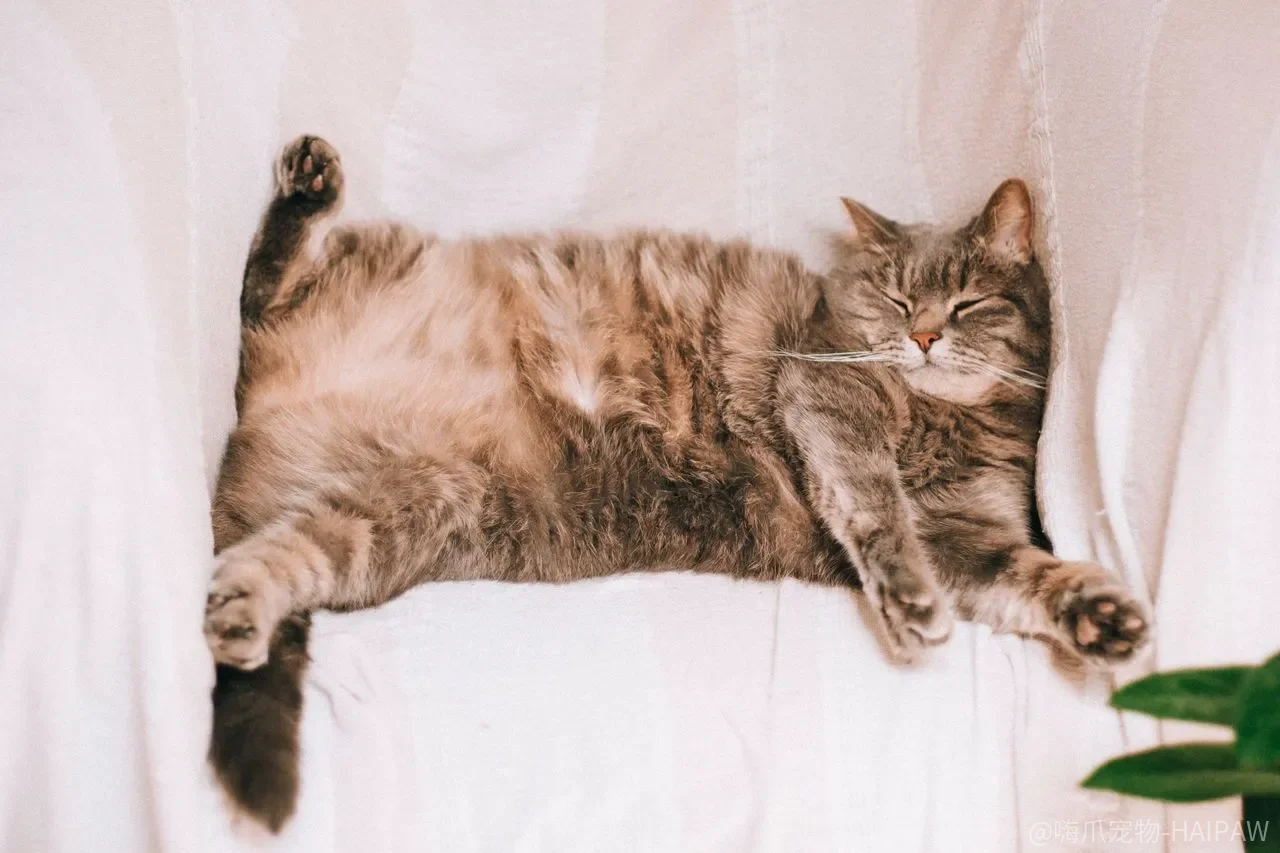 猫咪真的通人性吗？从真实故事看猫咪的情感理解能力