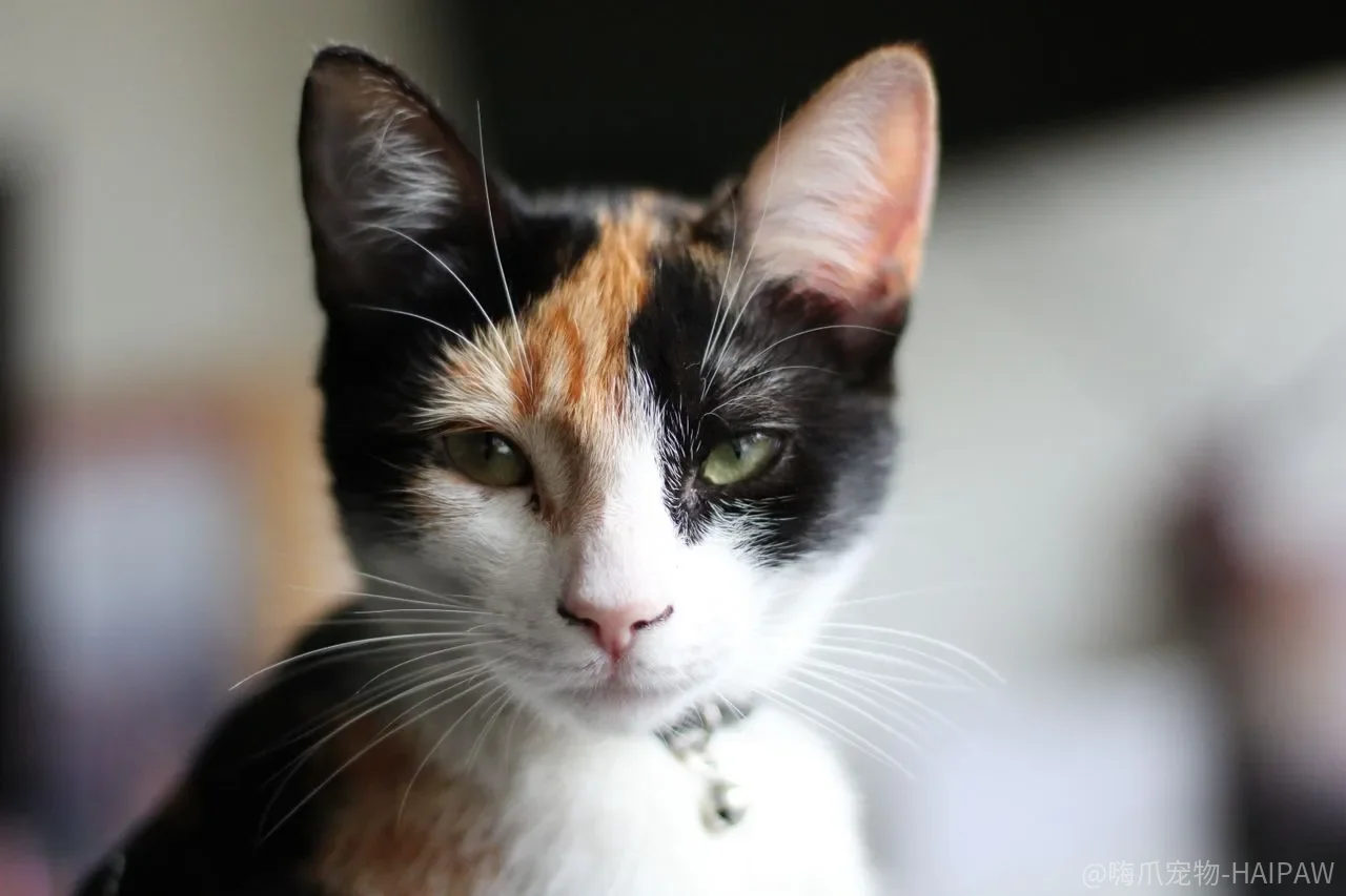 猫咪独处无聊怎么办？六款猫咪专属游戏与娱乐方案全解析