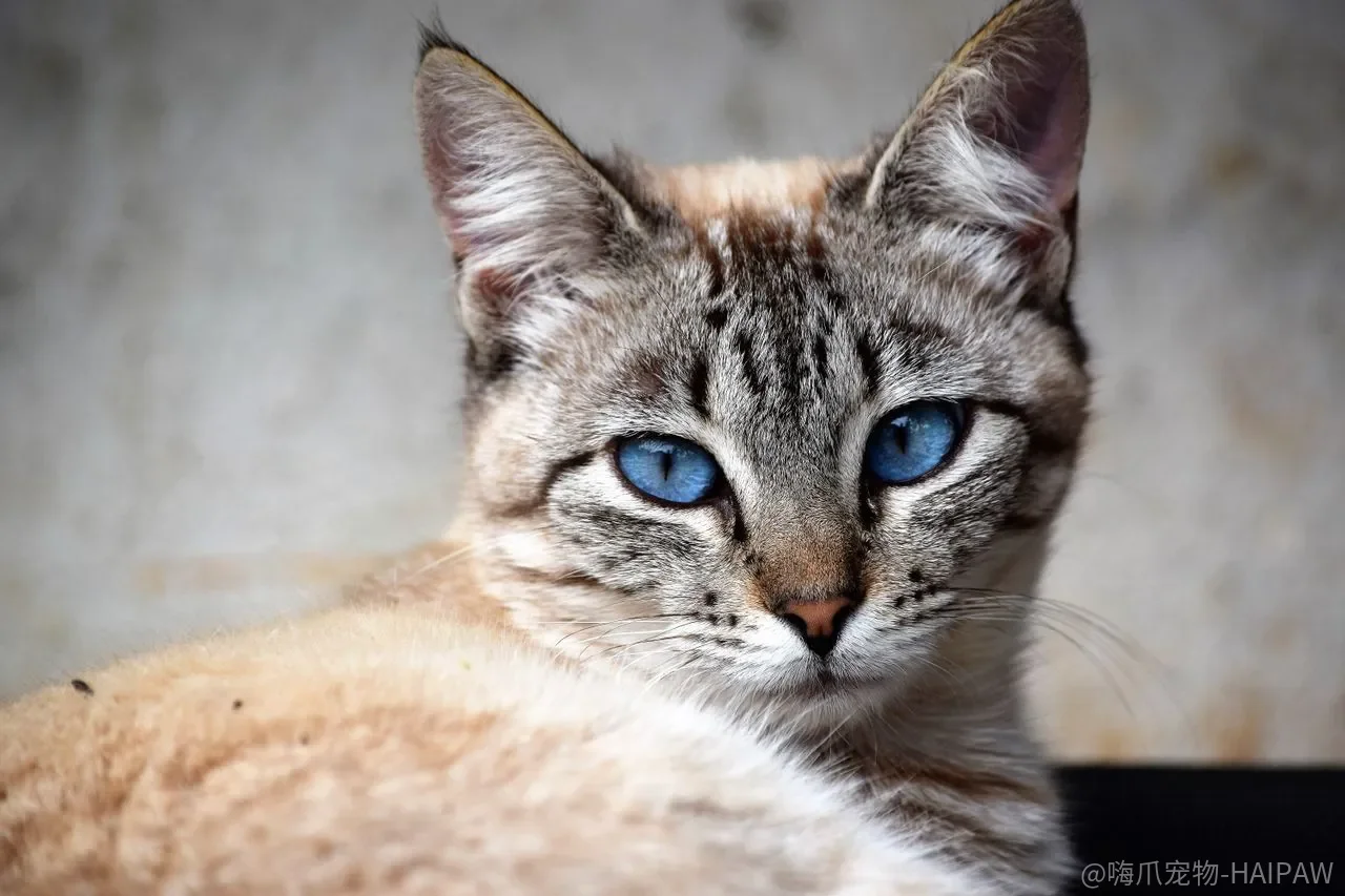 猫咪爬键盘怎么办？防猫键盘罩加软件监控的完整解决方案