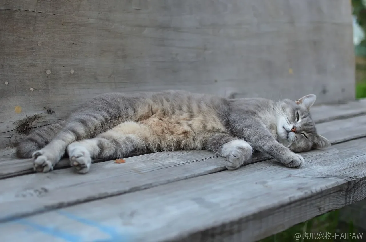 猫咪真的能开口说人话吗？异能猫咪现象与科学解释