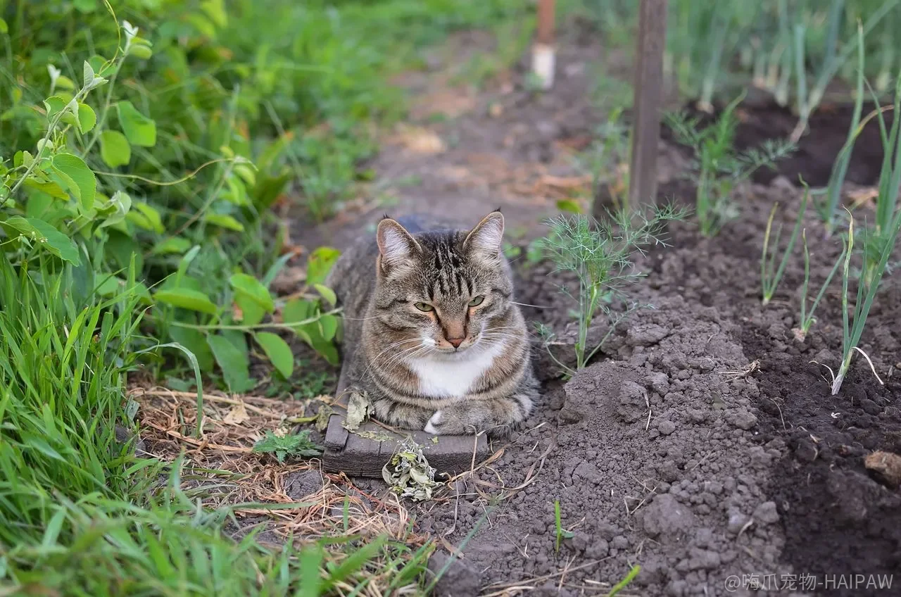调教猫咪只能靠惩罚？正面强化教育让你和猫咪都更轻松