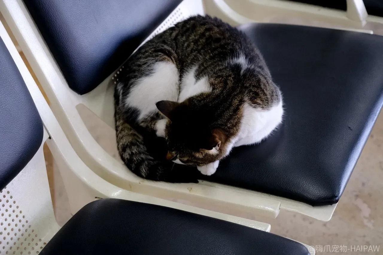 怎么教猫咪定点排便?把握时机加气味作战的完整教程 怎么教猫咪定点排便?把握时机加气味作战的完整教程
