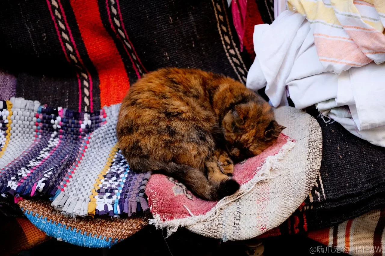 家里来了新成员,小猫躲着不出来?新猫适应新环境的完整指南 家里来了新成员,小猫躲着不出来?新猫适应新环境的完整指南