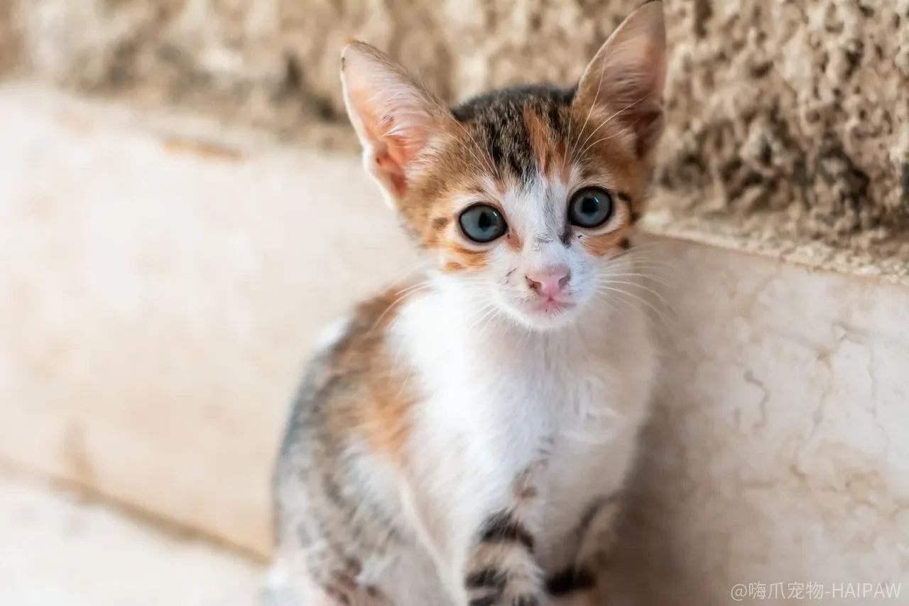 怎么教猫咪在抽水马桶上厕所？从猫砂盆到马桶的完整训练教程