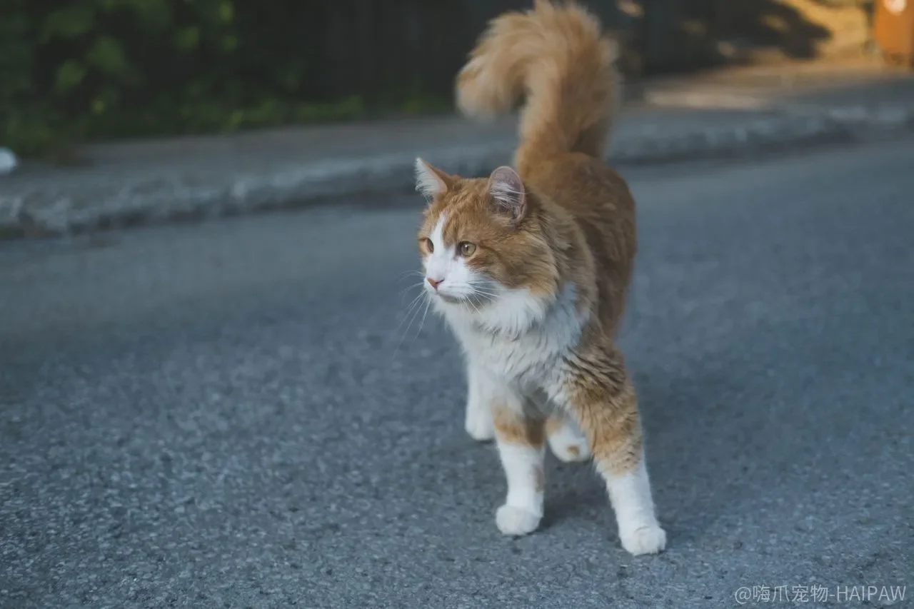 猫咪总在猫砂盆外排泄？从清洁到位置管理的完整训练方案
