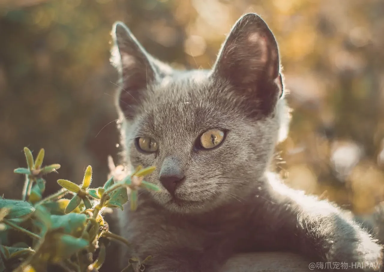 猫咪总抓坏家具怎么办?固定地方扒抓训练法加渐进移动全攻略 猫咪总抓坏家具怎么办?固定地方扒抓训练法加渐进移动全攻略