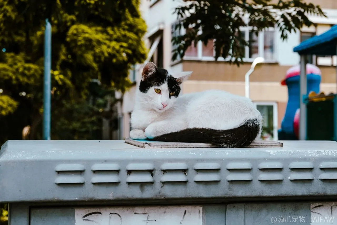 母猫也会吃掉自己的孩子？异常母性行为的识别与应对完整指南
