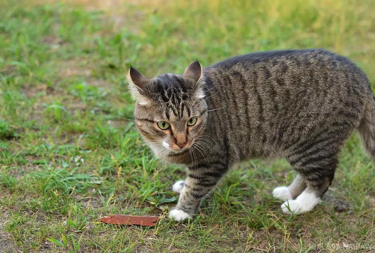 猫咪咬电线屡禁不止怎么办？行为专家教你三步排查加物理防护彻底解决