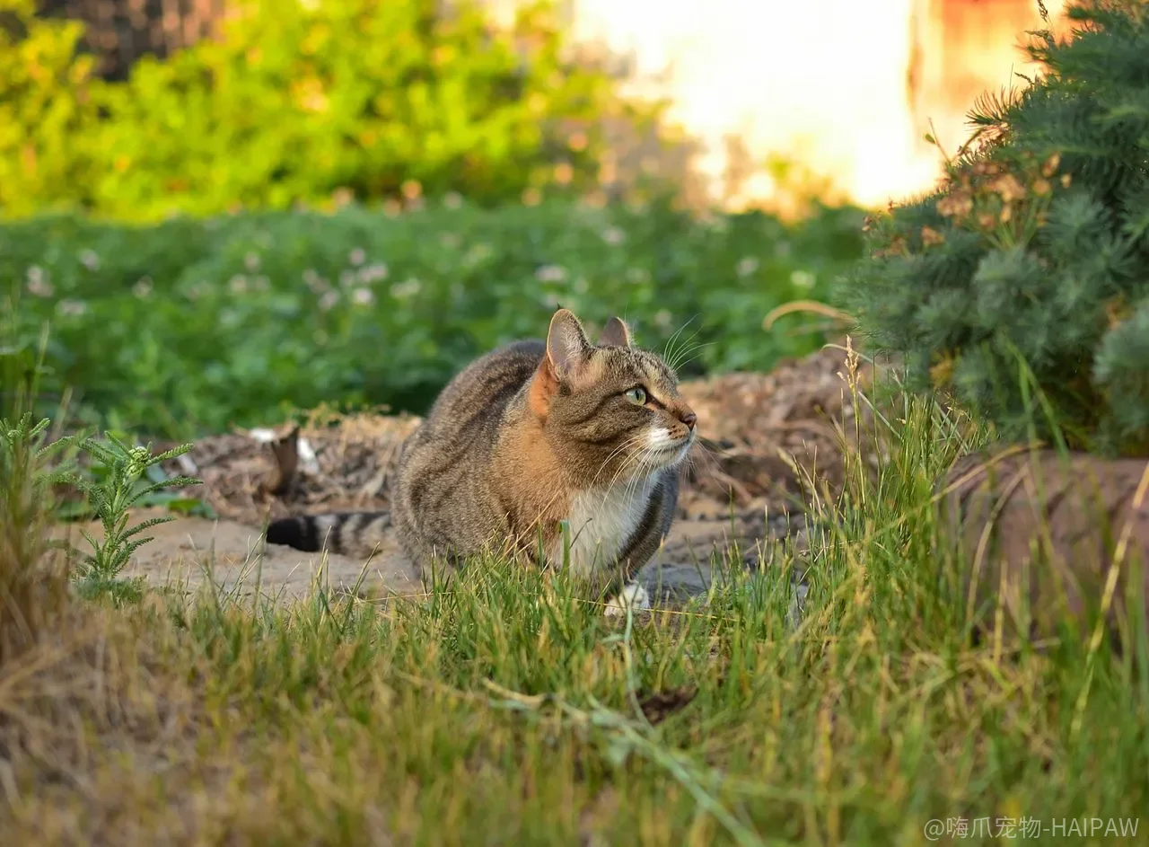 训练猫咪不如学会沟通?三个核心方法让你真正读懂猫咪 训练猫咪不如学会沟通?三个核心方法让你真正读懂猫咪