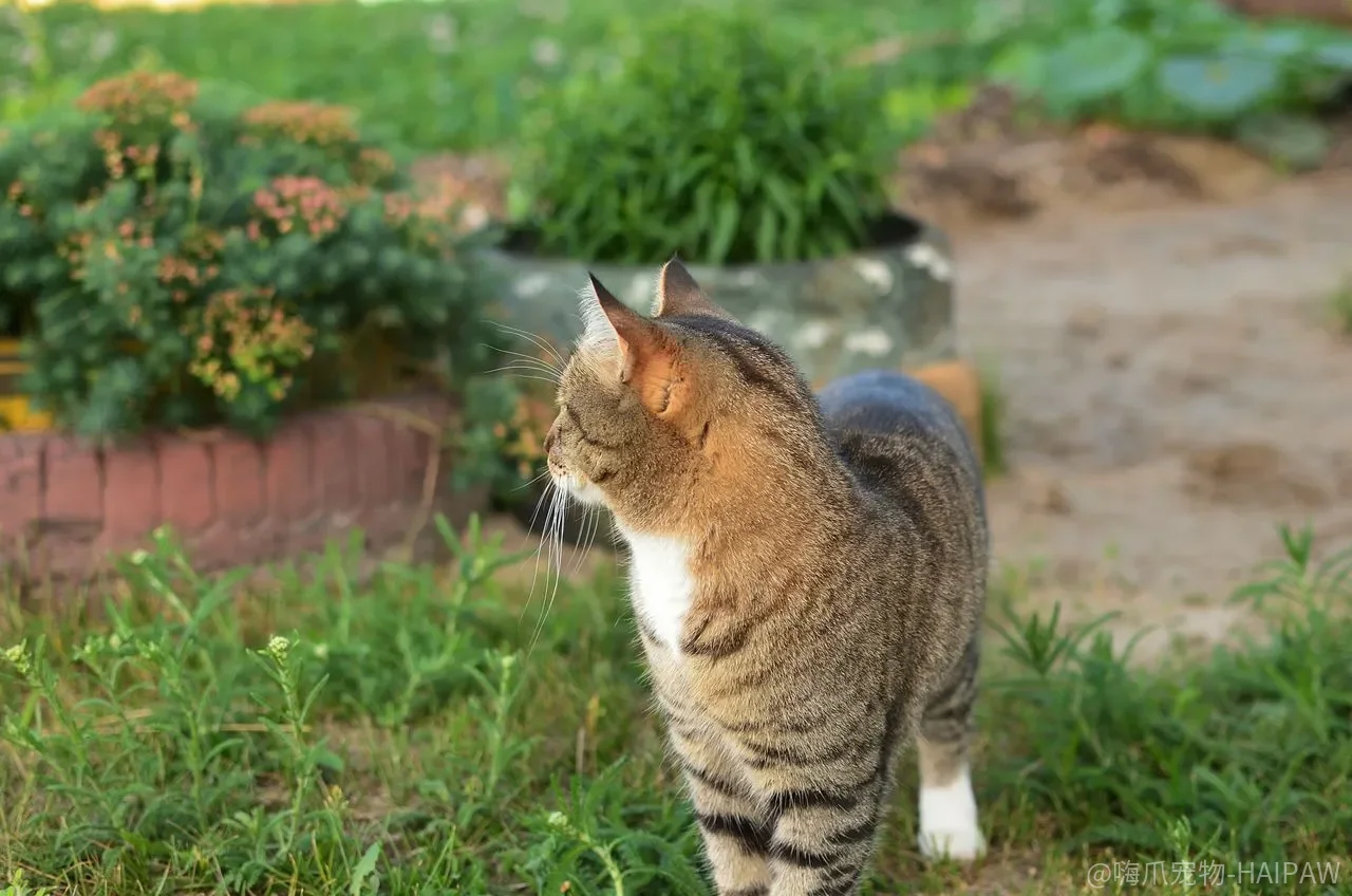 猫咪脾气坏怎么办?半夜叫唤、上桌跳柜、挠家具的完整应对方案 猫咪脾气坏怎么办?半夜叫唤、上桌跳柜、挠家具的完整应对方案