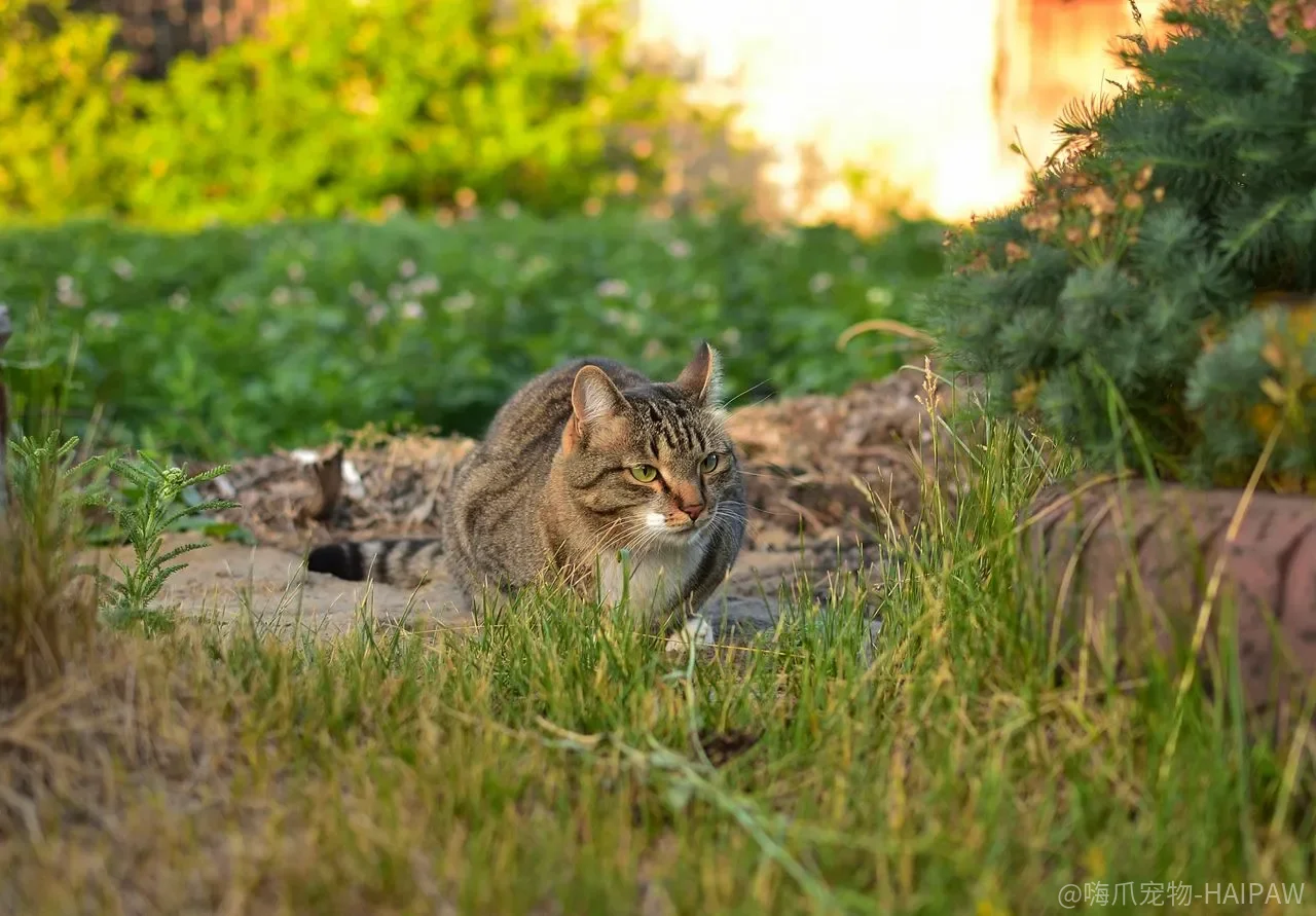 猫咪总在错误地方排泄？从猫砂盆选择到气味管理的完整训练方案