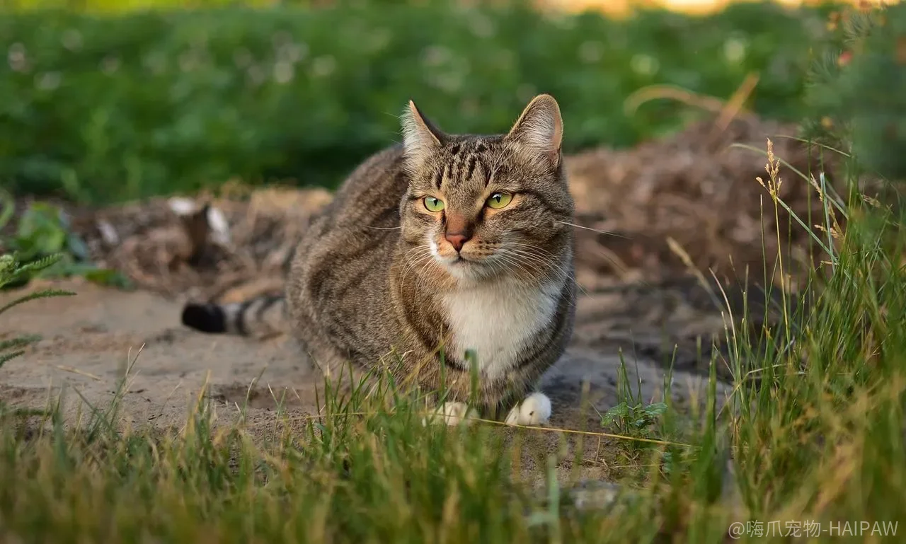 怎么让猫咪听话?从呼之即来到建立亲密关系的完整训练教程 怎么让猫咪听话?从呼之即来到建立亲密关系的完整训练教程
