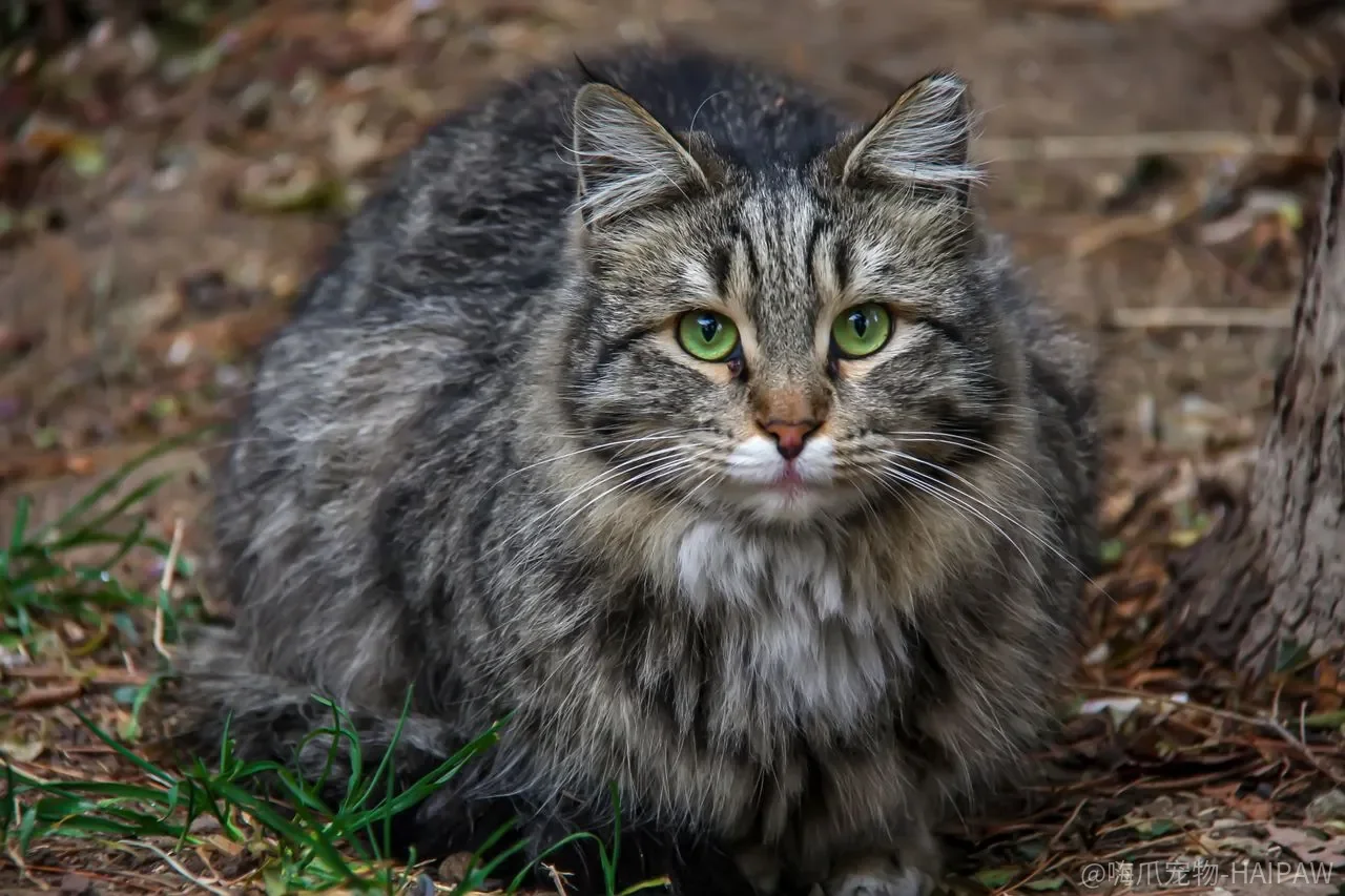 猫咪咬人习惯怎么纠正?从原因分析到行为引导的完整方案 猫咪咬人习惯怎么纠正?从原因分析到行为引导的完整方案