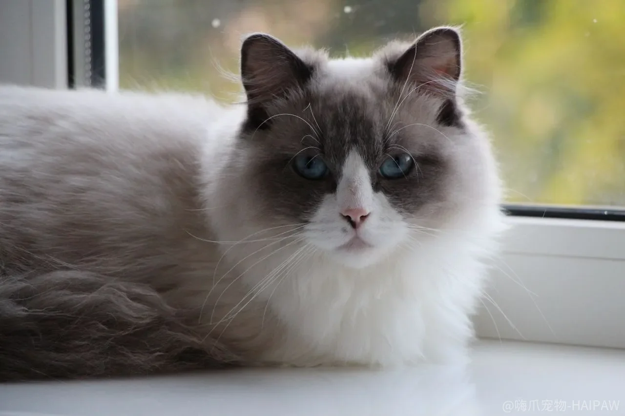 猫咪冬天总钻被窝怎么办？猫窝布置加即时制止的完整纠正方案