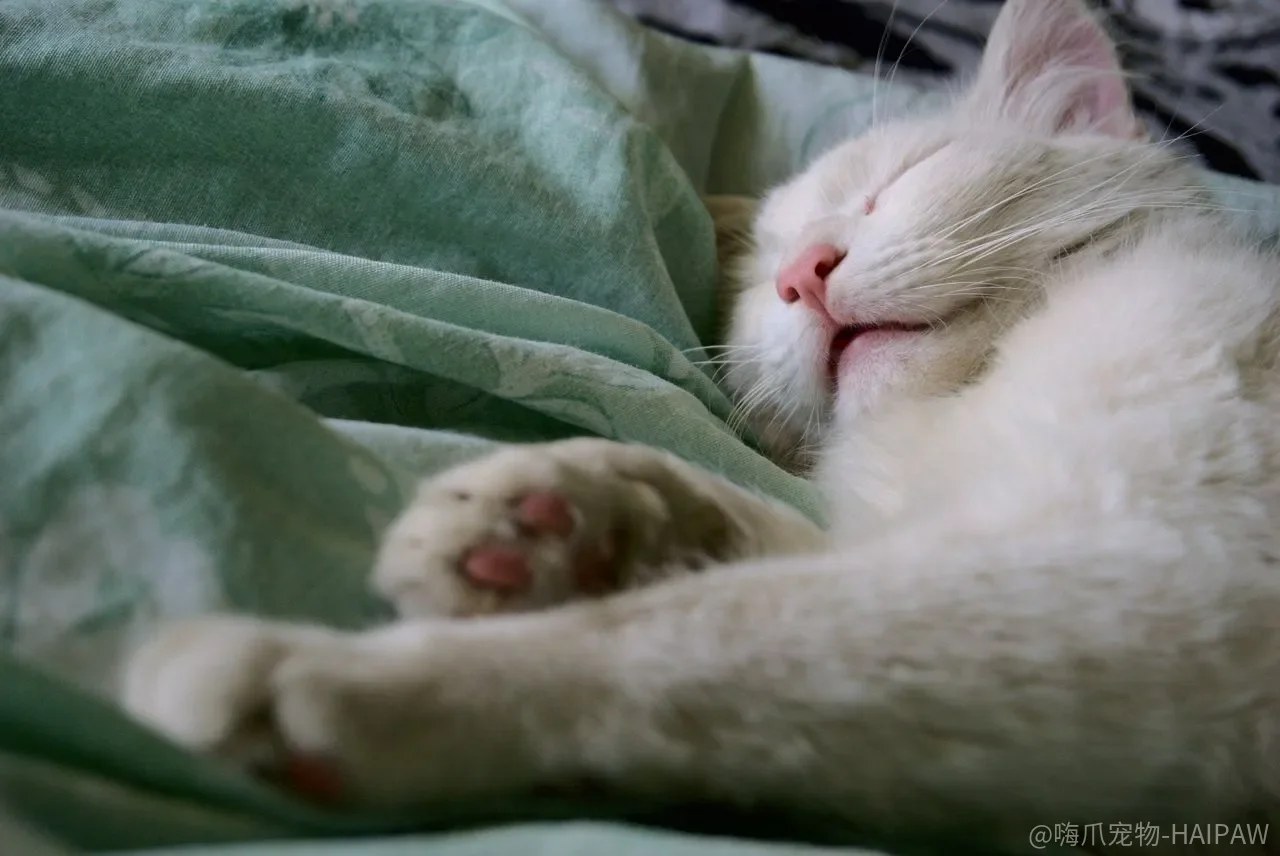 爱猫就要和它一起睡?关于共眠的五个风险与科学引导方案 爱猫就要和它一起睡?关于共眠的五个风险与科学引导方案
