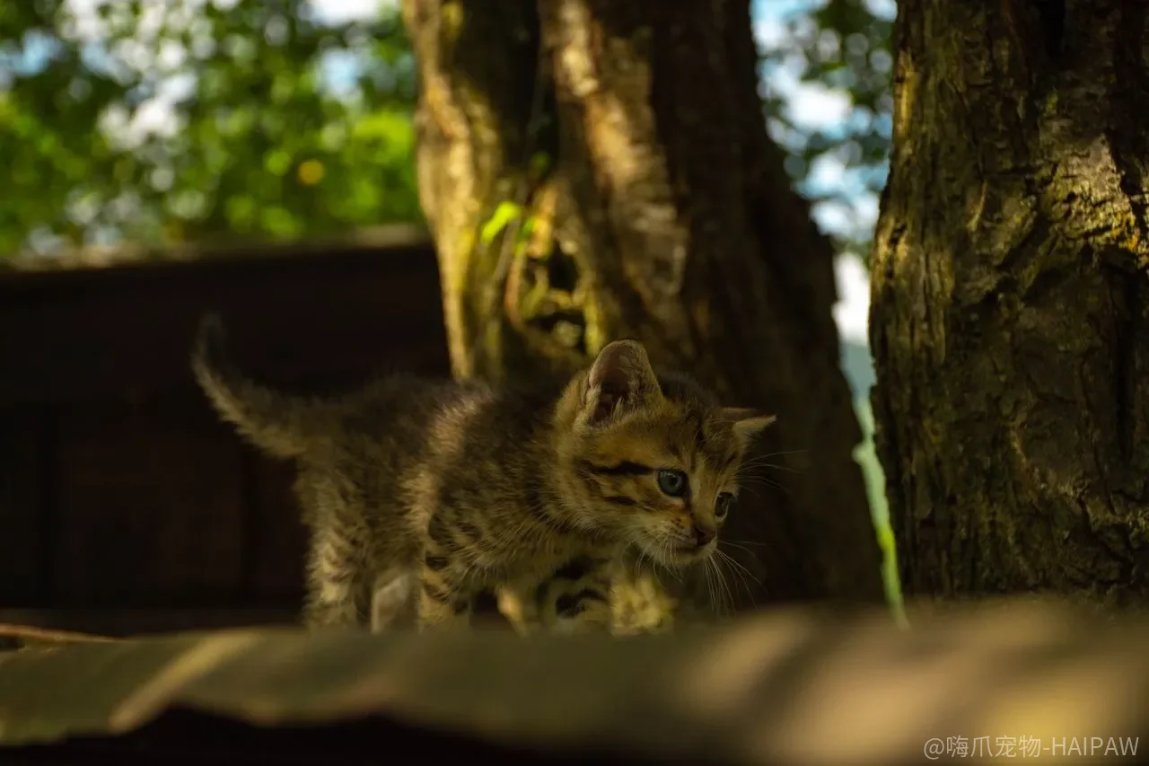 猫咪爱玩是天性？通过游戏训练猫咪的完整方法全解析