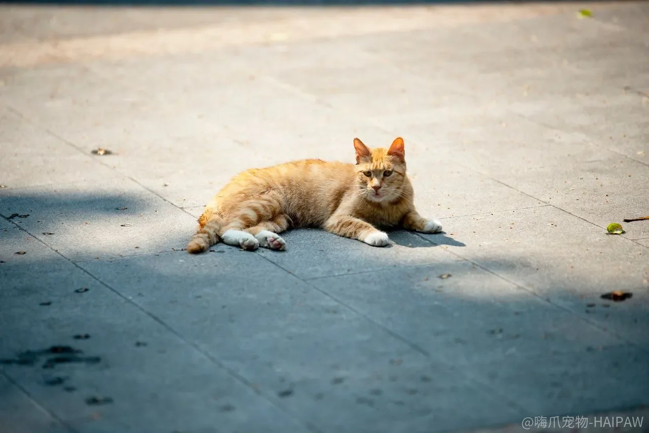 猫咪总爱乱入花园怎么办？七种阻挡方案加健康风险全解析
