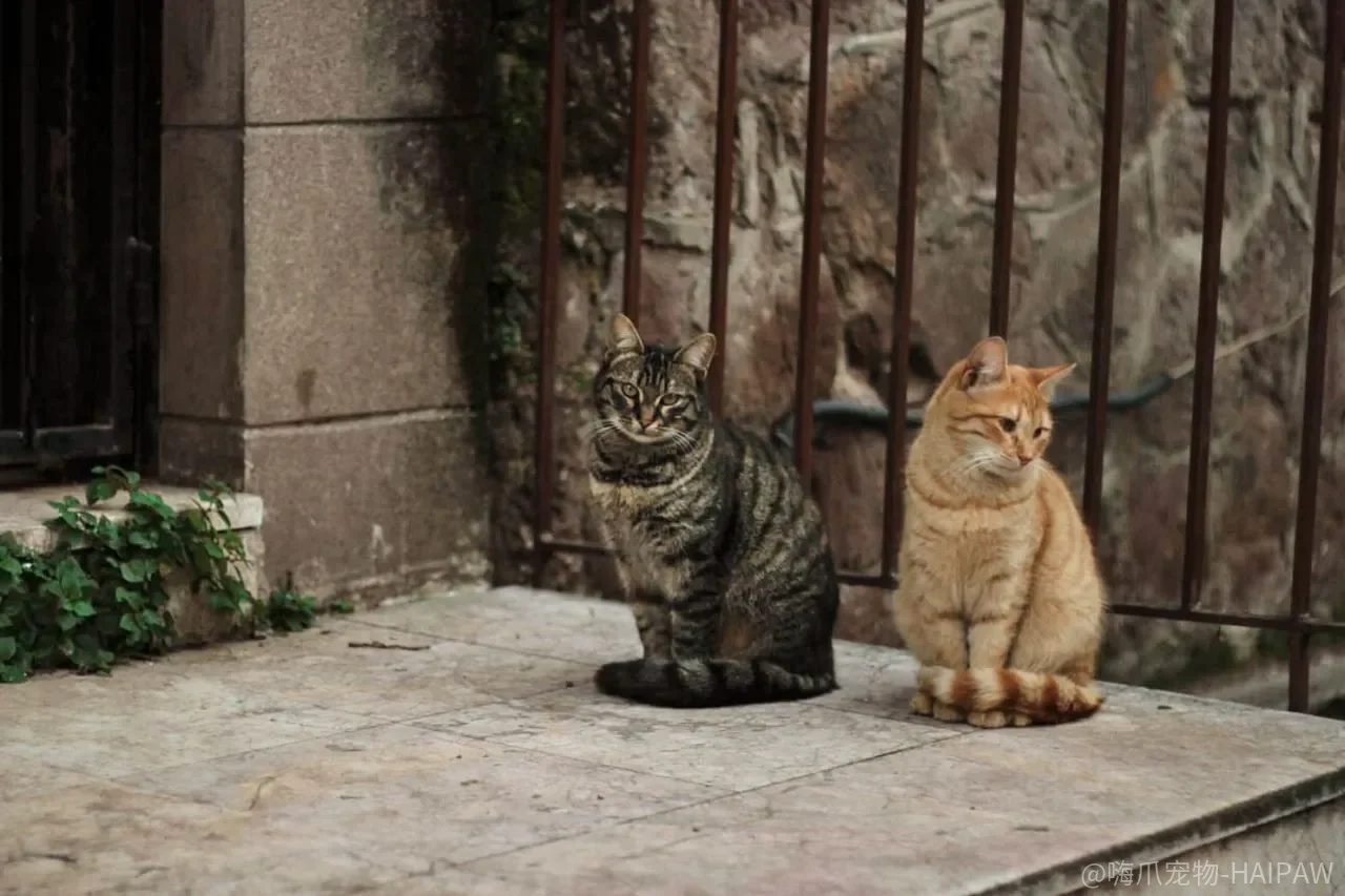 猫咪也需要刷牙？从手指按摩到纱布擦拭的完整适应训练