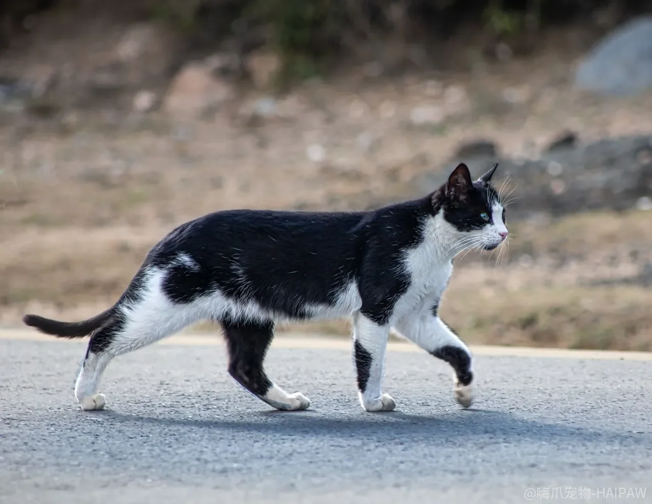 猫咪对逗猫棒爱答不理？入门到高阶的四级逗猫技巧全解析
