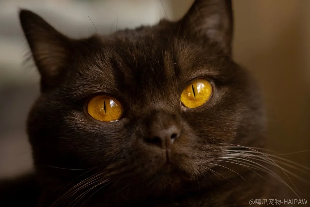 猫咪穿上鞋子就不会走路？机械感觉与肉垫感知的科学解读