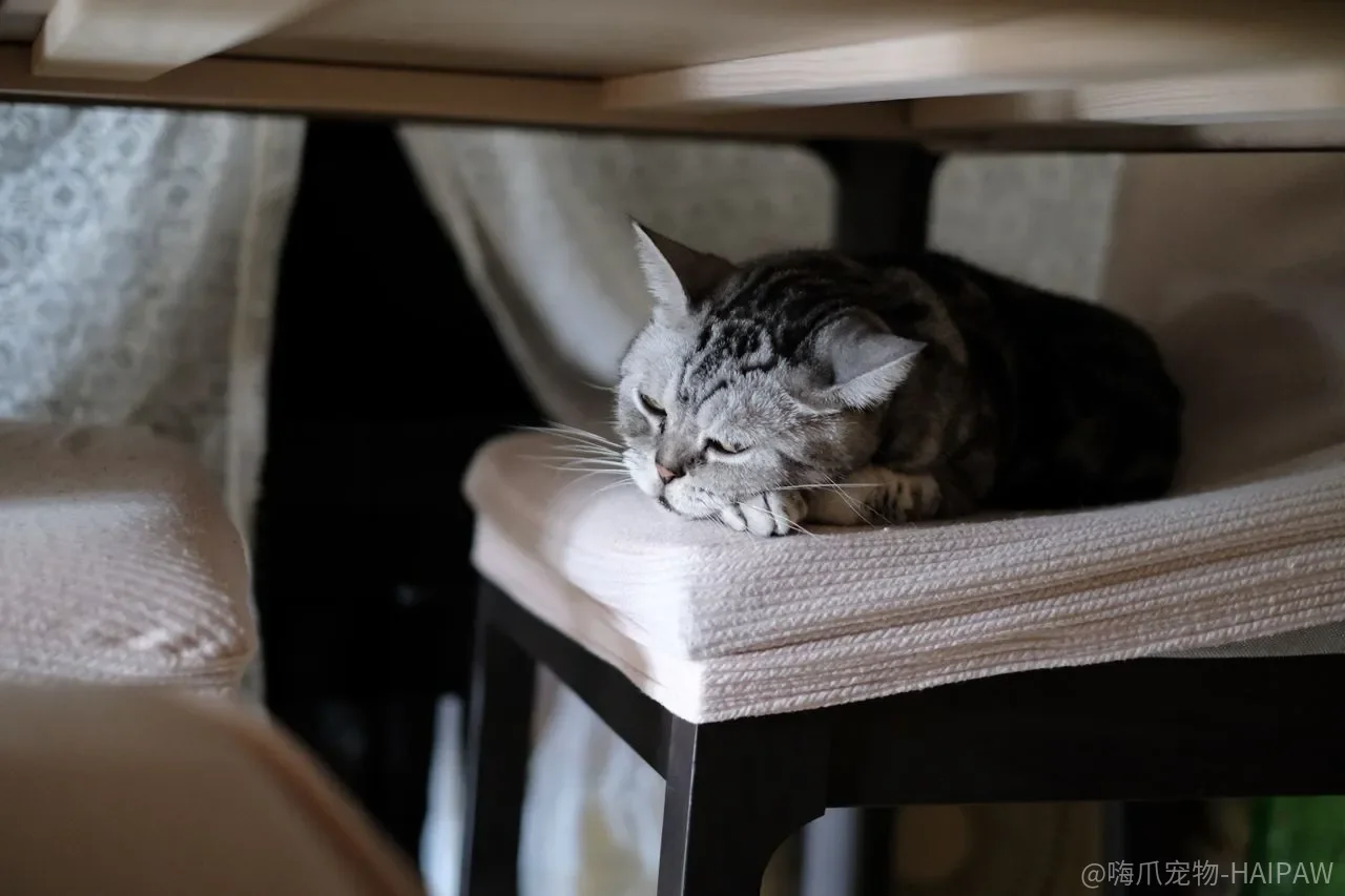 猫咪能当间谍吗？中情局“声学猫咪”计划失败背后的行为科学解读