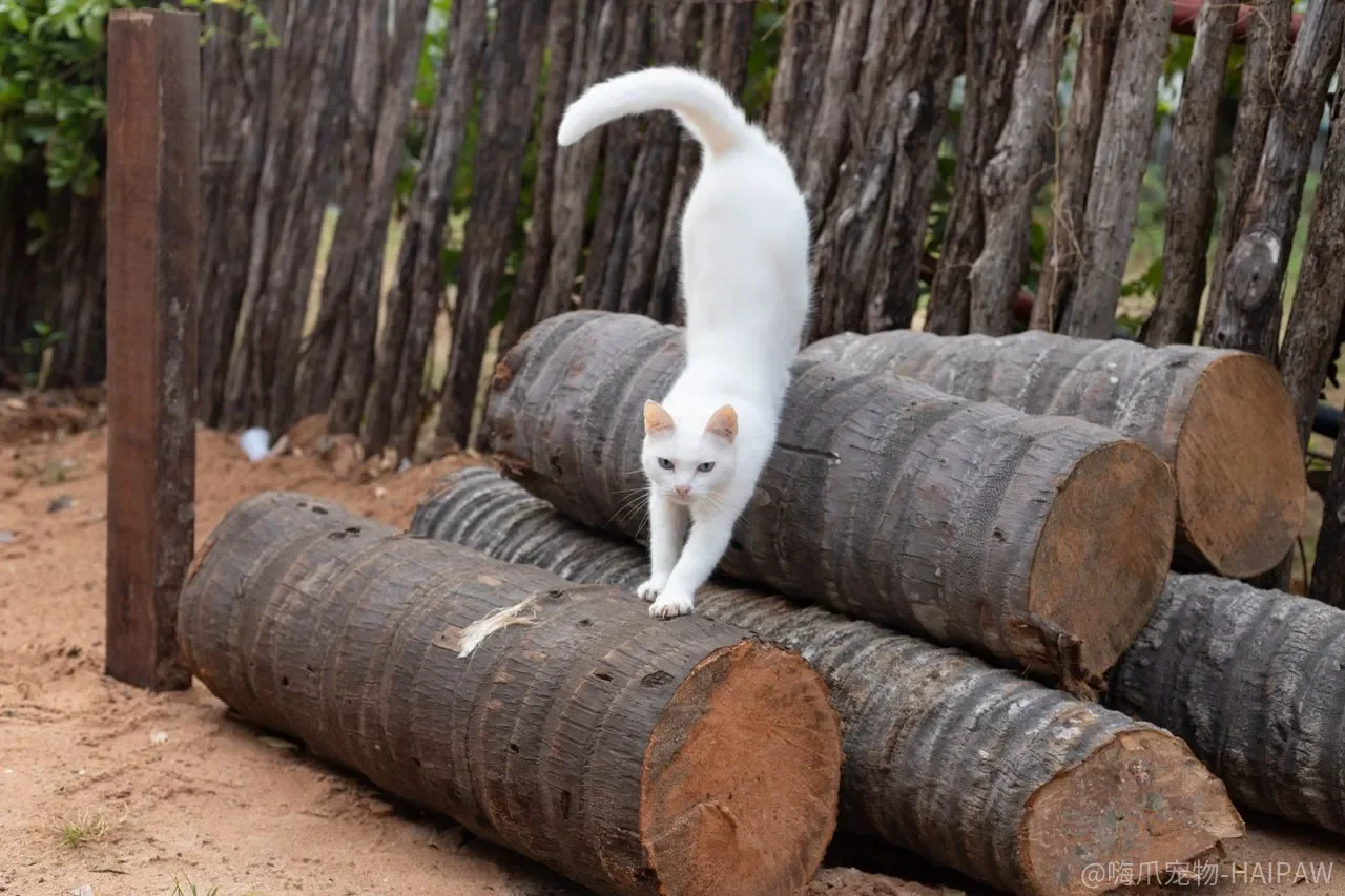 猫咪乱撒尿不是报复?别再冤枉它了,这才是真正的原因和训练方法 猫咪乱撒尿不是报复?别再冤枉它了,这才是真正的原因和训练方法
