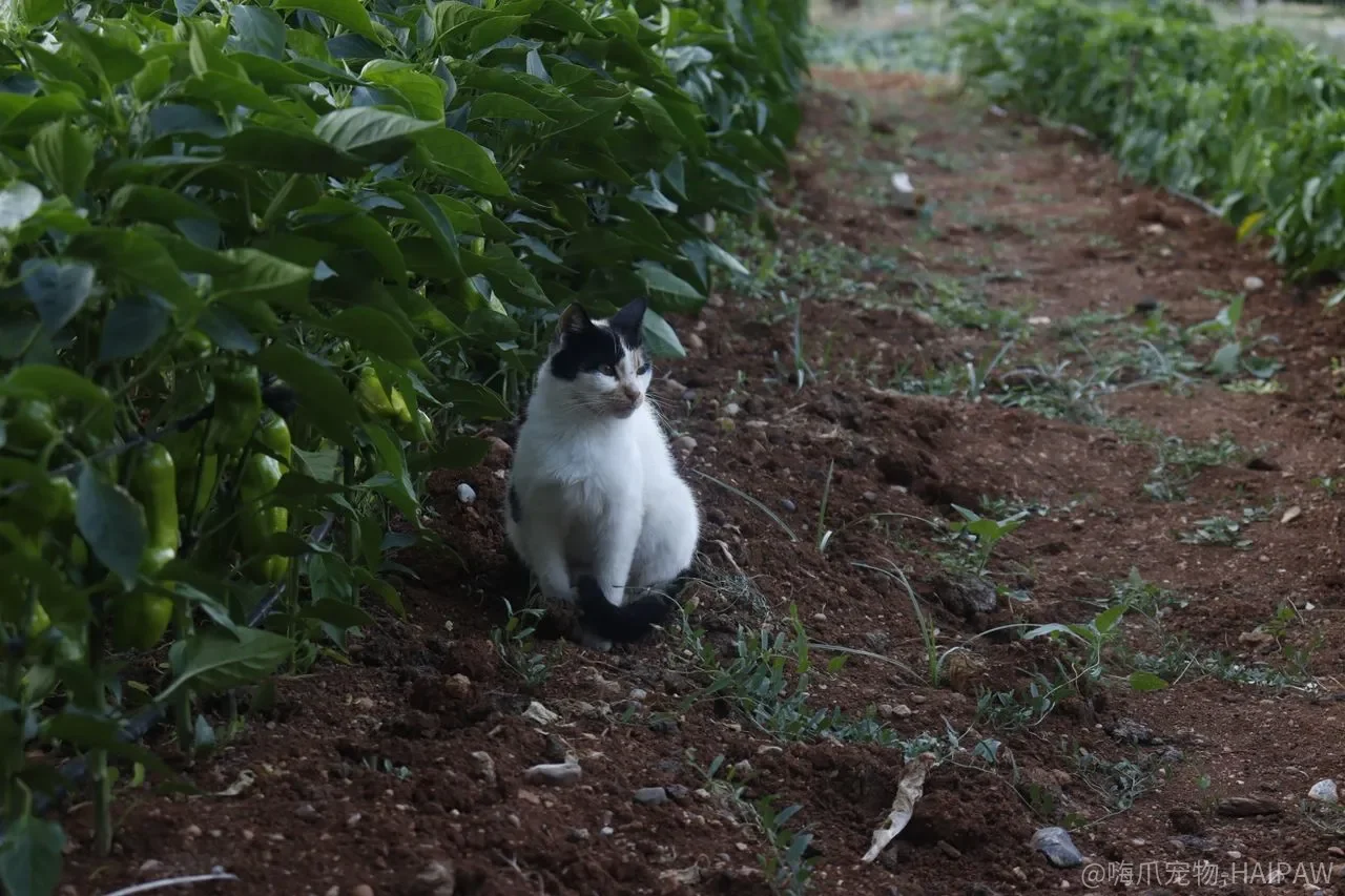 猫咪总打架、不听话、和狗合不来？行为训练师教你从根源逐一纠正