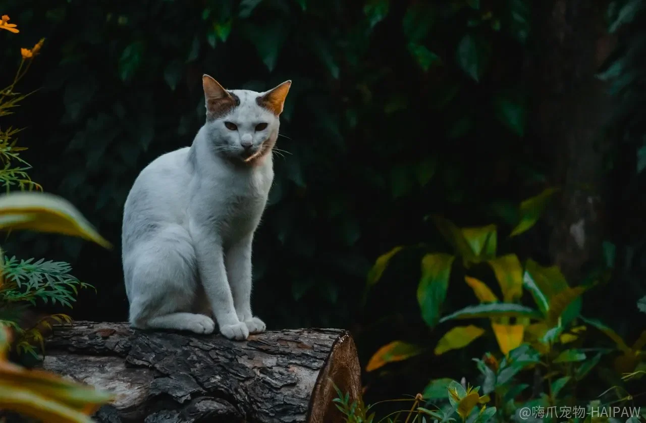 猫咪总咬电线怎么办?这份避坑指南教你从根源杜绝触电风险 猫咪总咬电线怎么办?这份避坑指南教你从根源杜绝触电风险