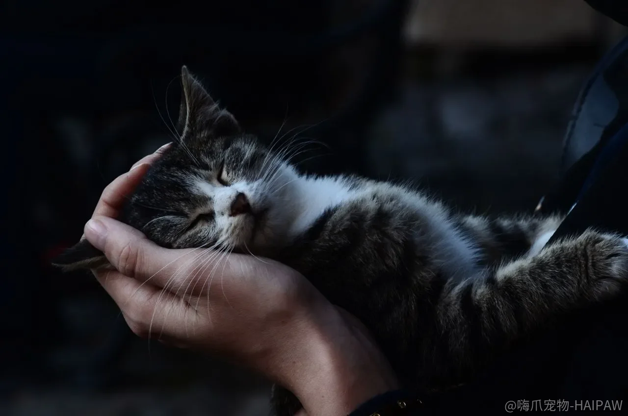 警告：别再让猫咪直接碰活老鼠了！训练捕鼠能力前必须知道的几件事