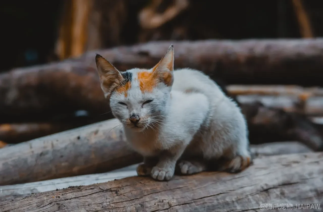 猫咪咬电线屡禁不止怎么办？行为专家教你三步排查加物理防护彻底解决