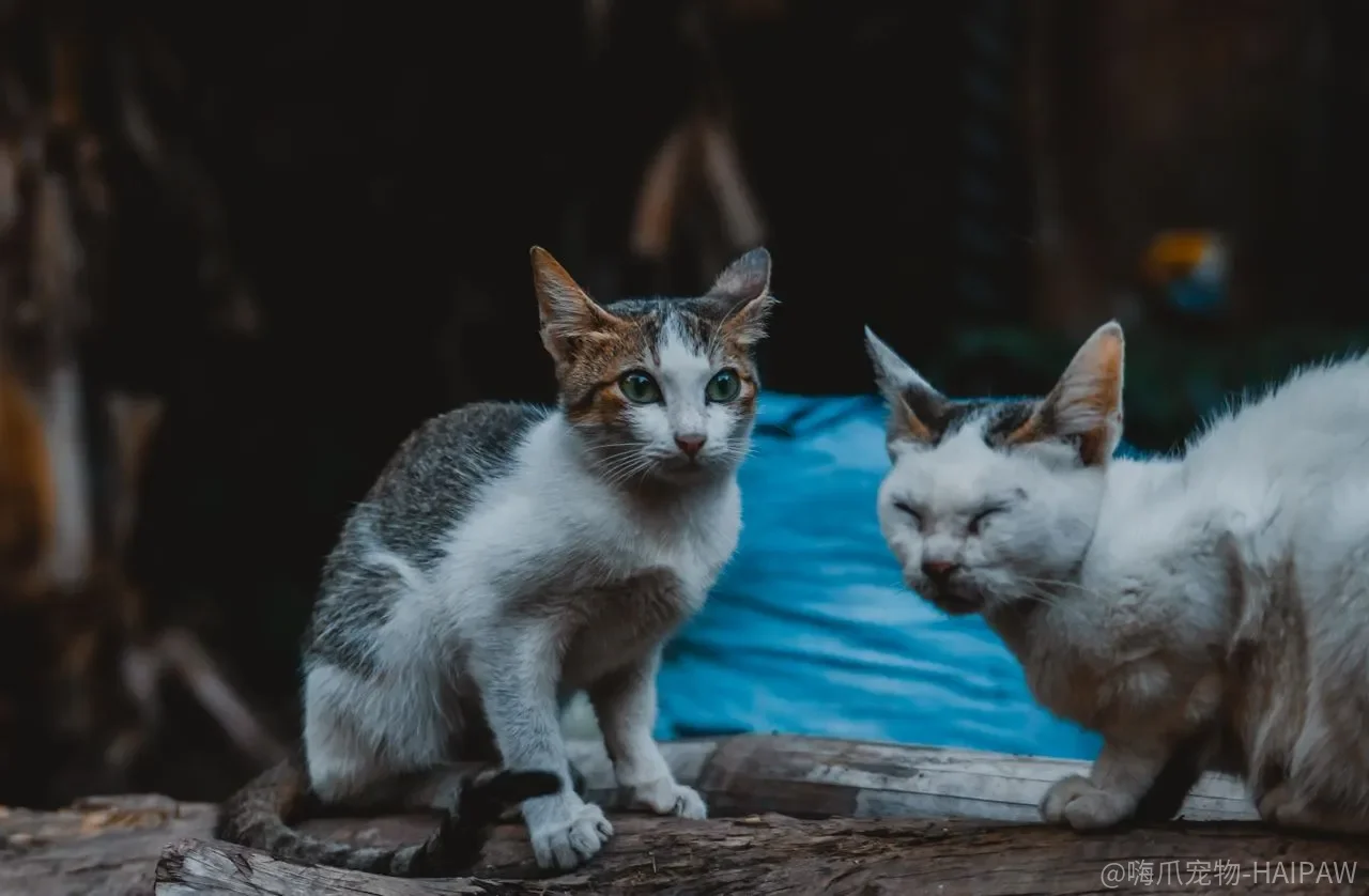 猫咪示好信号总被误解？十条判断标准加咬人纠正训练完整指南