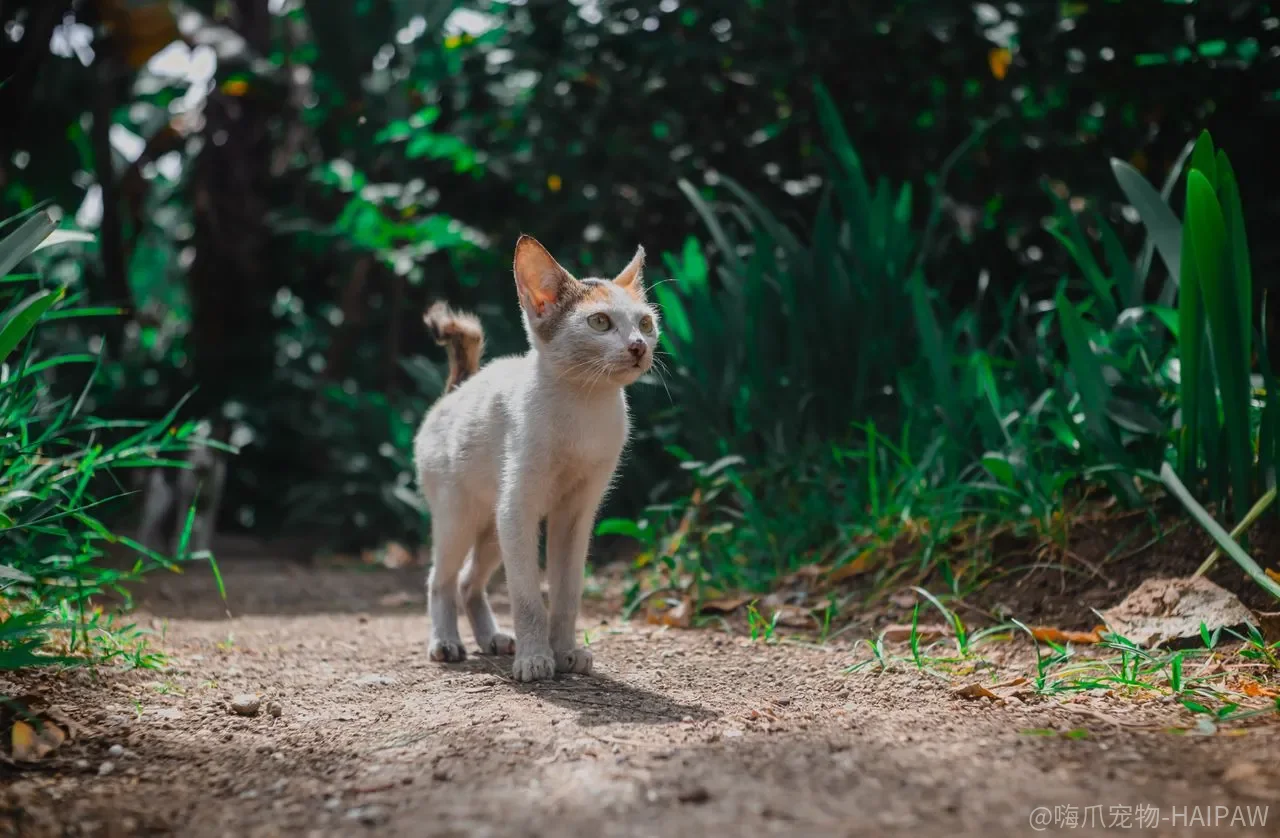 猫咪犯错后打骂真的有用吗？科学训练法教你用正向引导替代惩罚