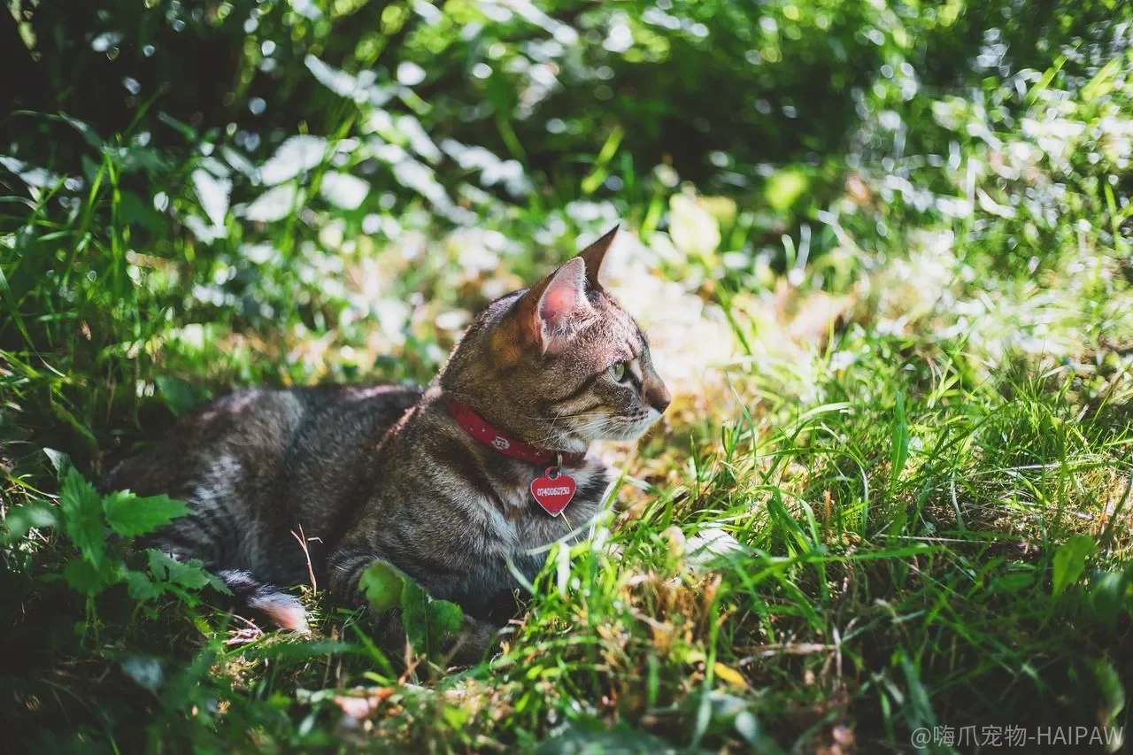 猫咪半夜跑酷、凌晨叫早怎么办？作息调整训练全攻略