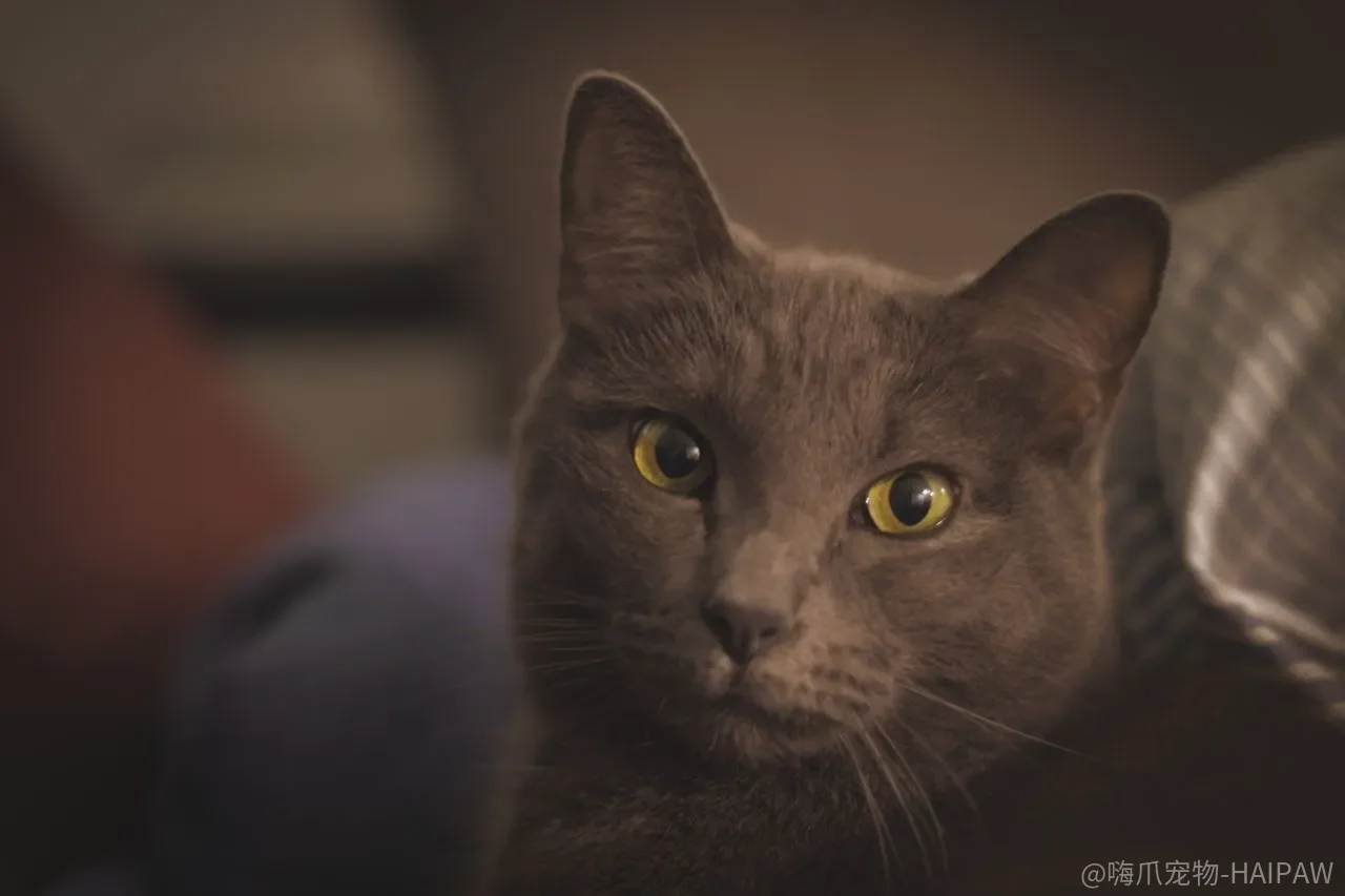猫咪总抓沙发怎么办？猫抓板挑选与引导训练全攻略