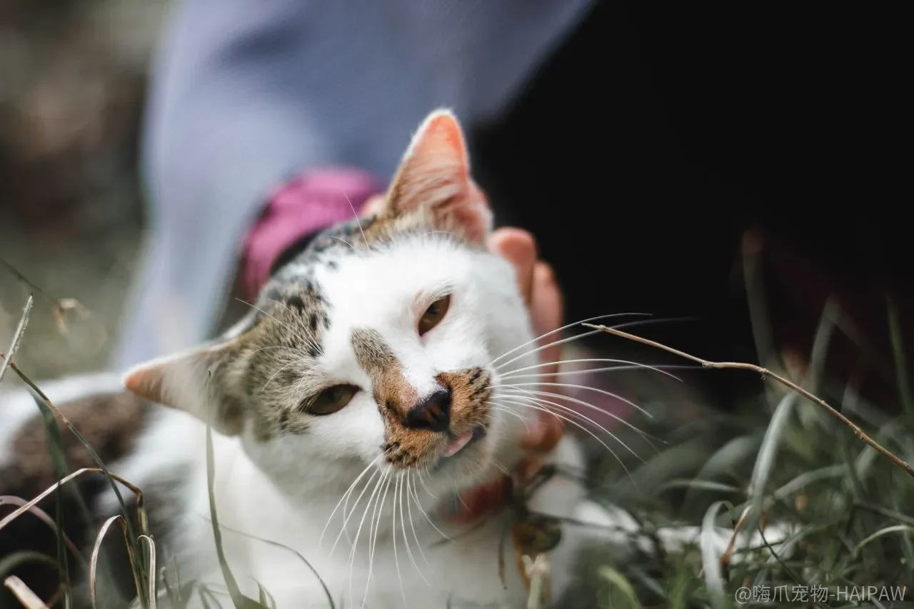 猫咪总抓沙发不抓板？这份训练指南教你科学引导磨爪行为
