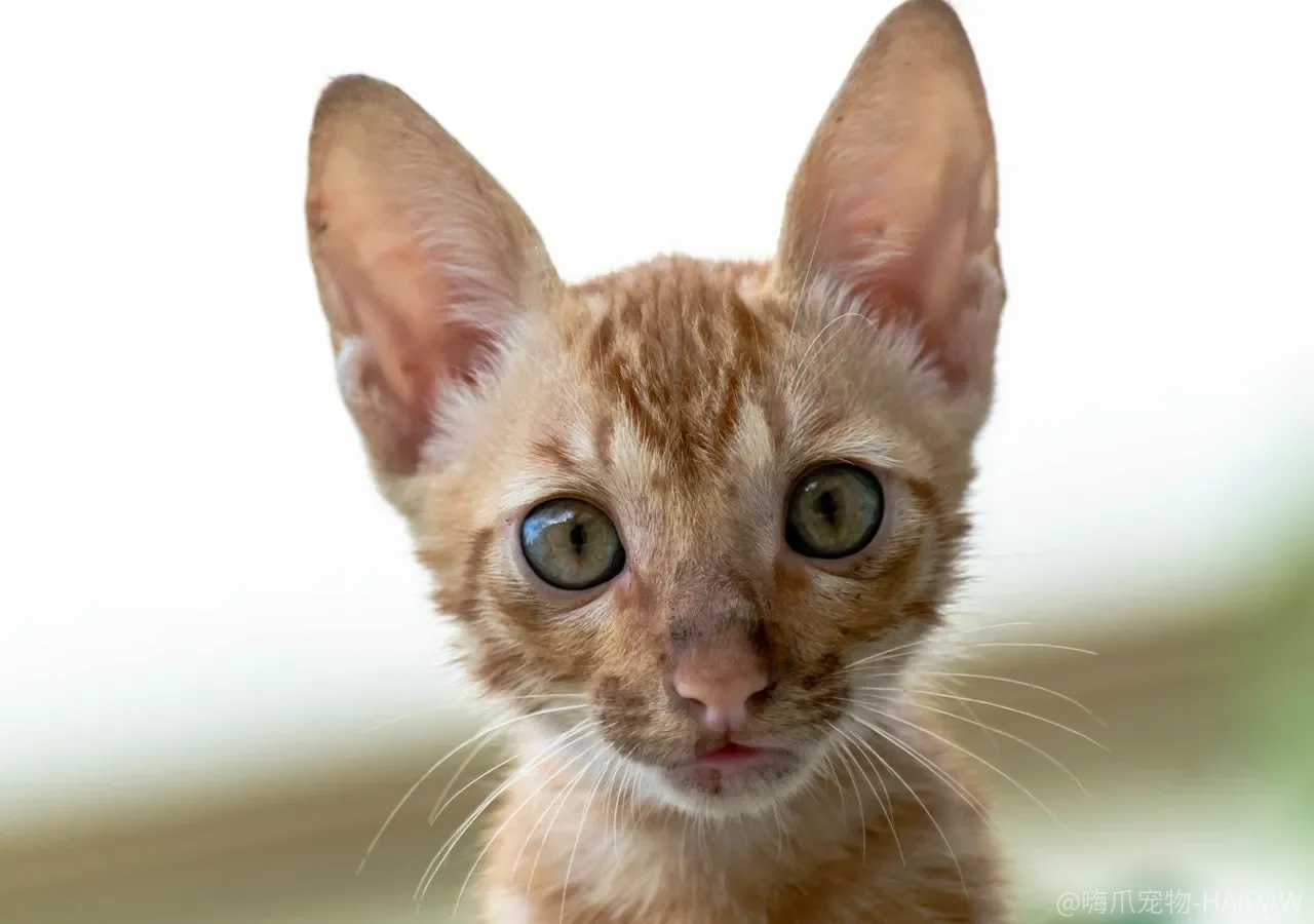 猫咪站起来接食物怎么教？零食诱导训练法让猫咪主动配合