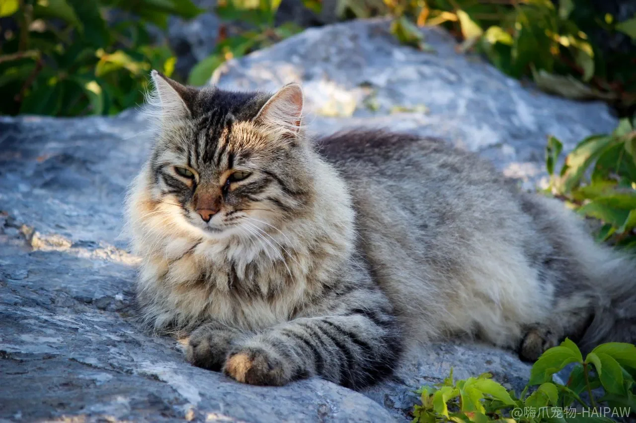 猫咪新到家总躲着不敢动？适应期训练三阶段让新猫快速融入家庭