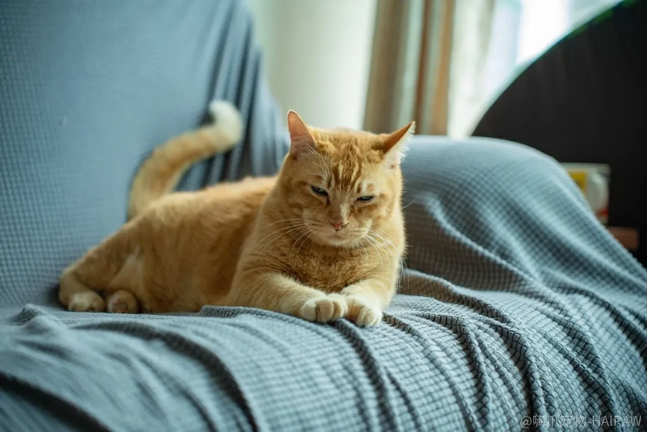 猫咪犯错到底该怎么教训？时间点、态度一致性和惩罚边界全解析