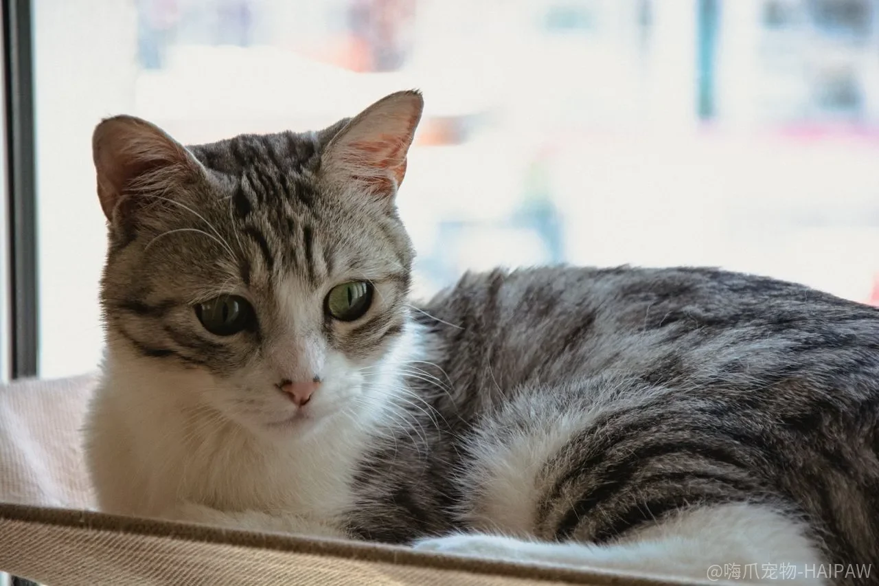 猫咪基本训练从哪开始？来、站立、翻滚、钻圈与磨爪的完整教程