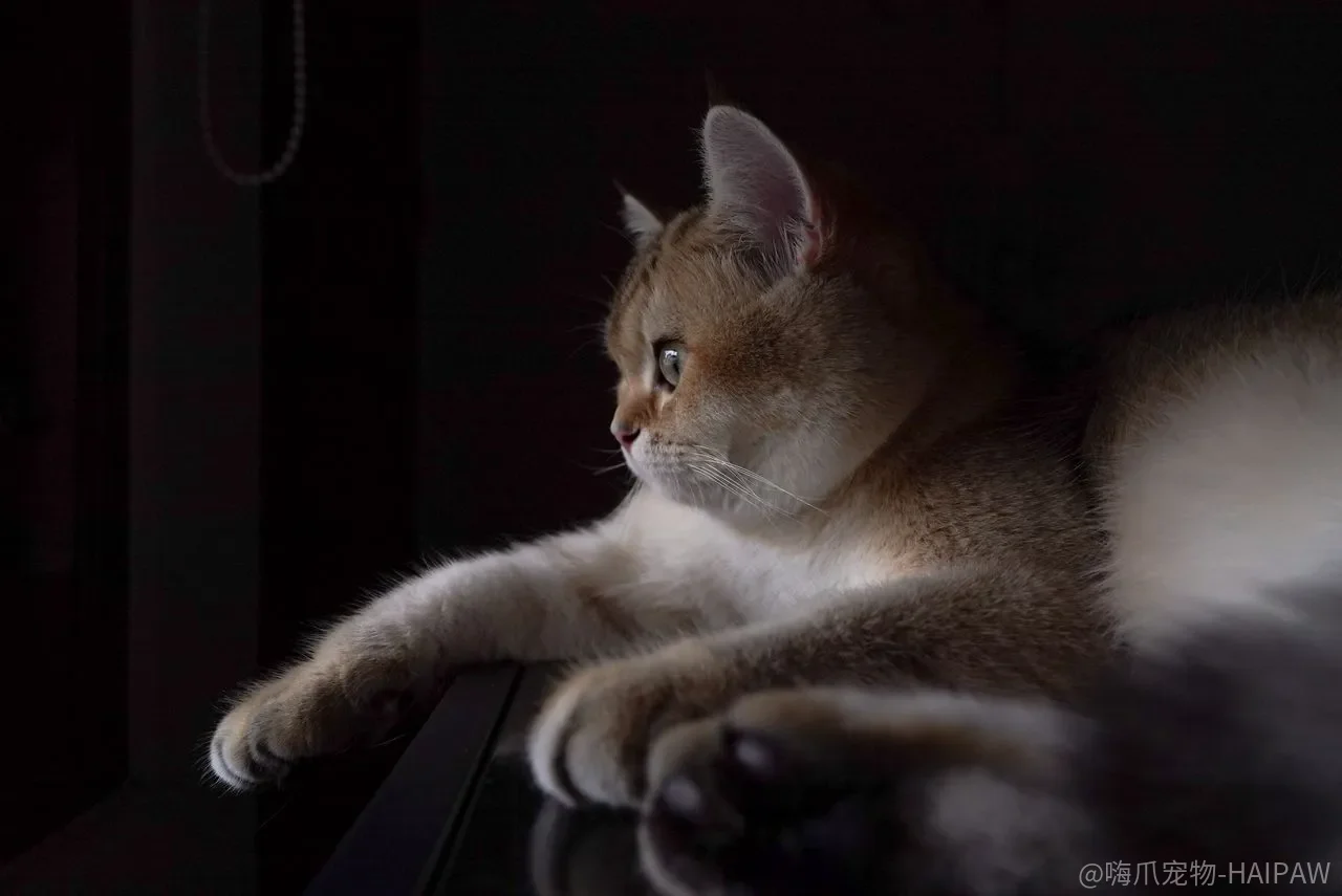 画个圈就能圈住猫咪？真相和你想的不太一样