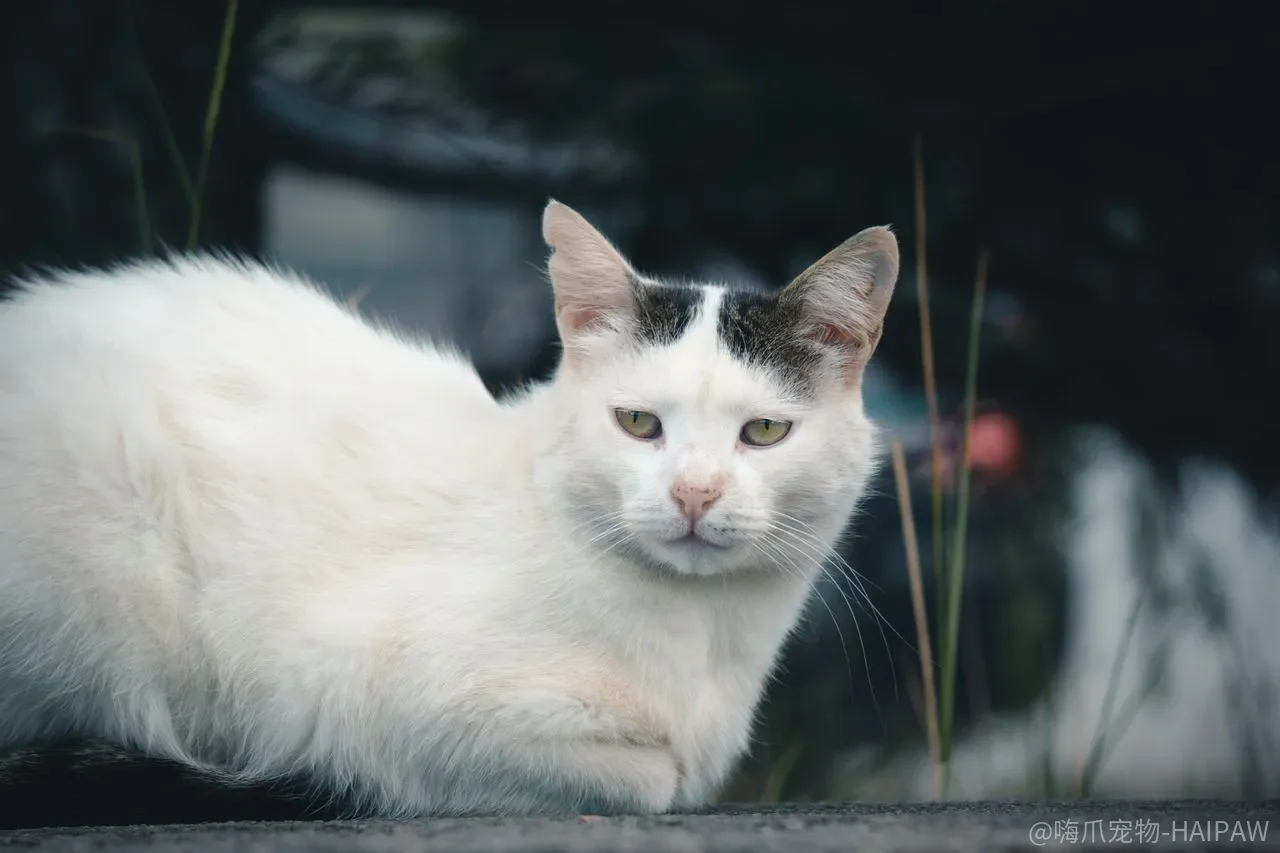 猫咪也能学会用马桶？从猫砂盆到便池的完整训练步骤