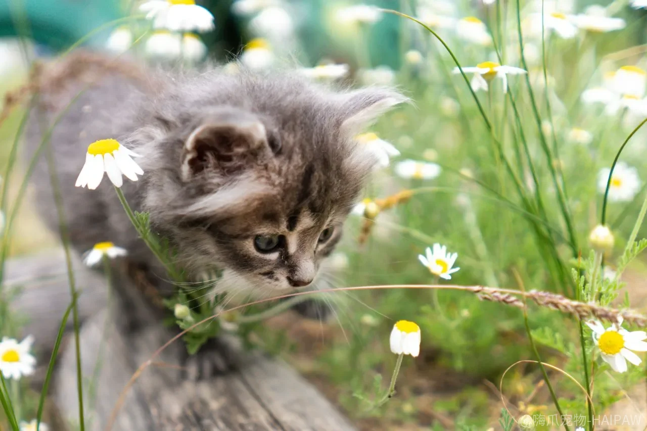 猫狗真的能成为好朋友吗？从互帮互助的真实故事到逐步引入方法